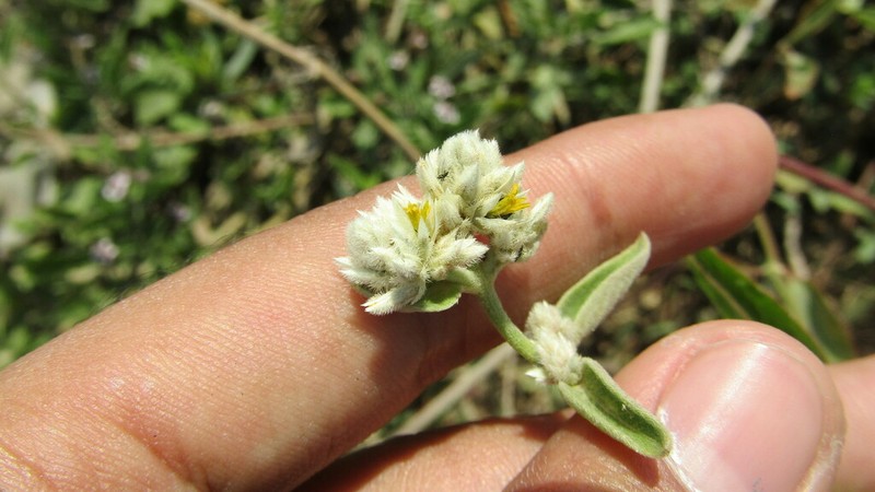 Hairy Joyweed