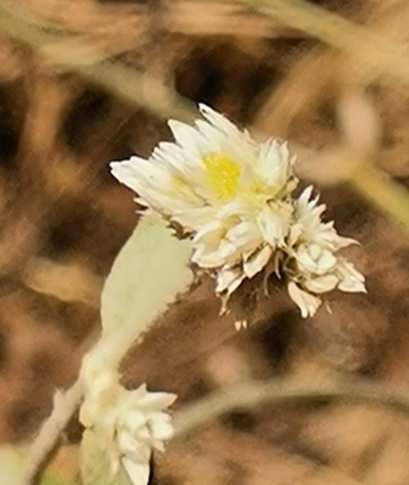 Hairy Joyweed photo 6