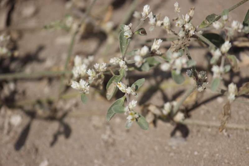 Hairy Joyweed photo 7
