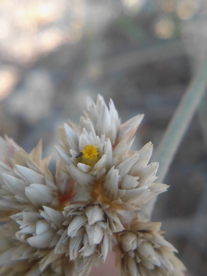 West Indian Joyweed photo 2