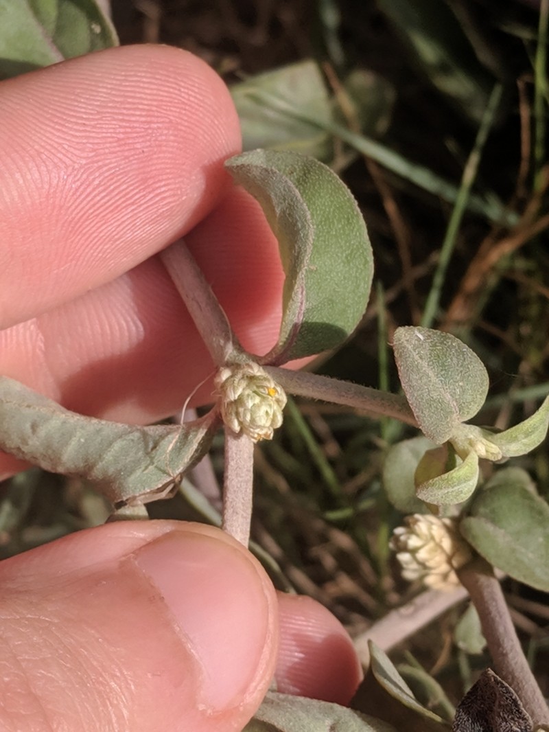 West Indian Joyweed photo 3