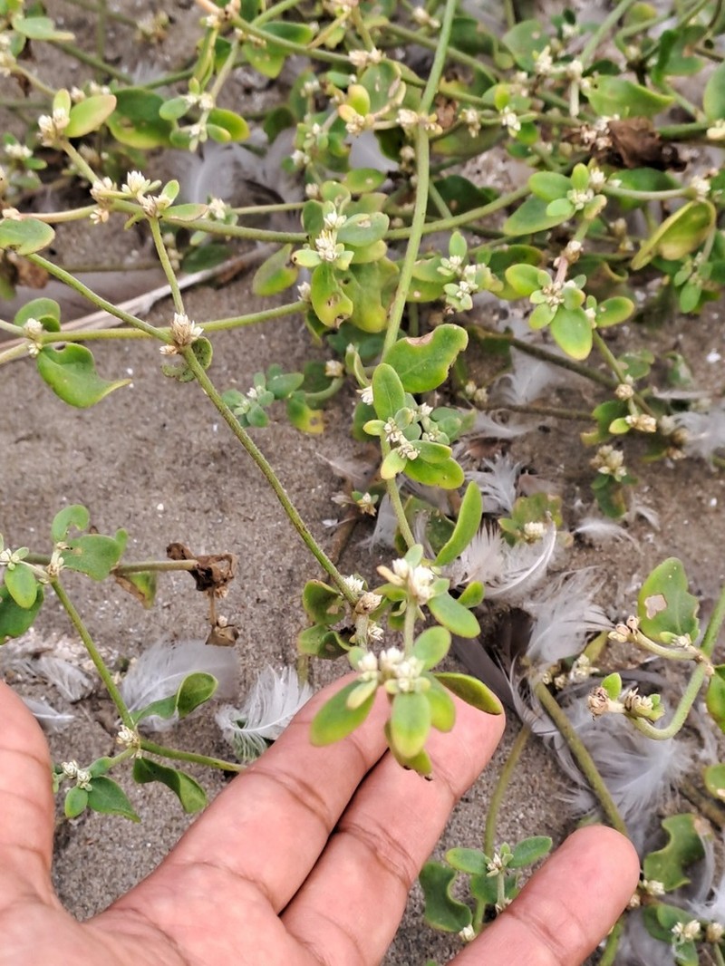 West Indian Joyweed photo 5