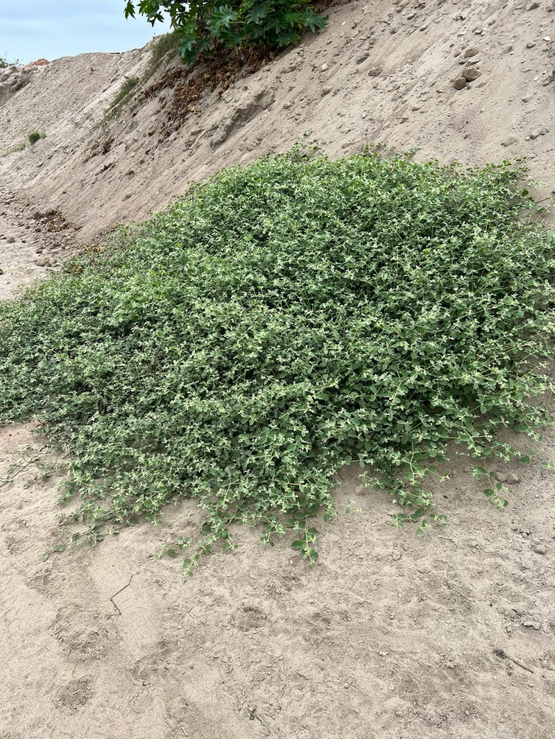 West Indian Joyweed photo 8