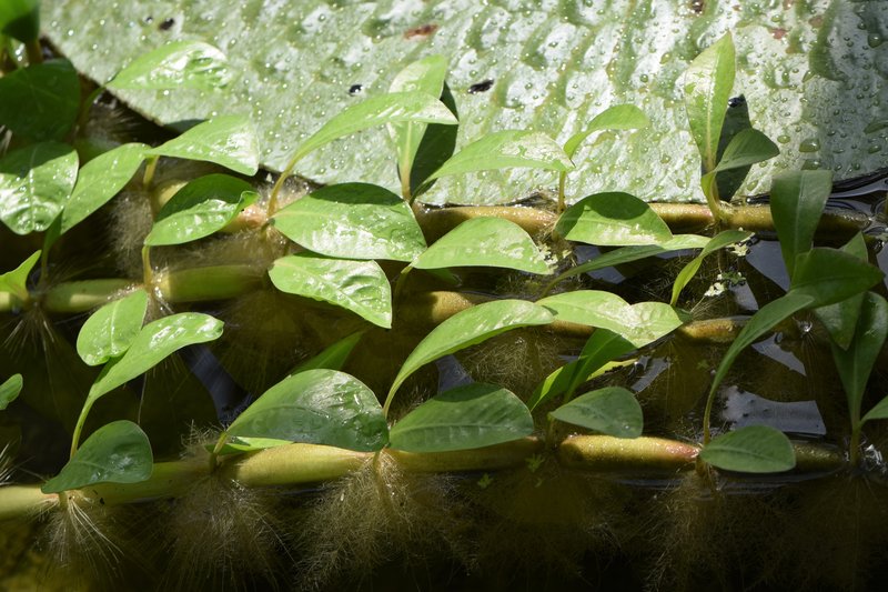 Hassler's Alternanthera