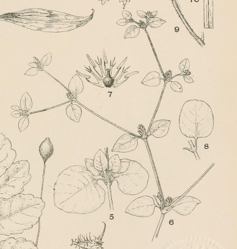 Alternanthera helleri