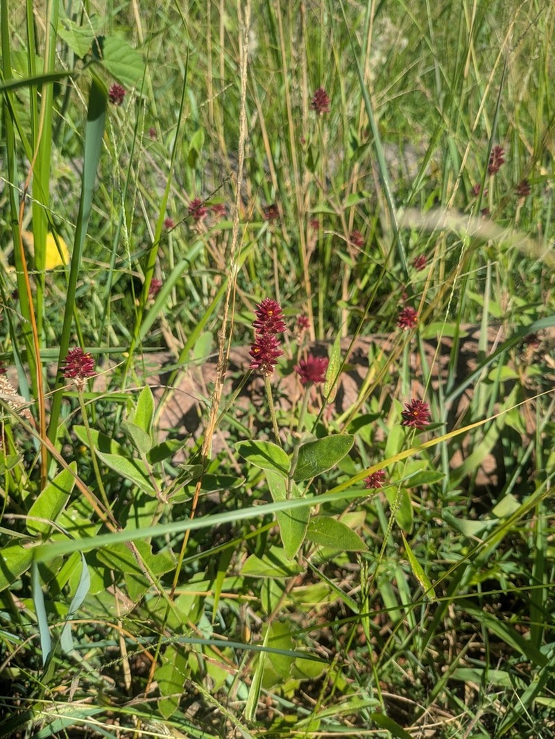 Alternanthera hirtula photo 2
