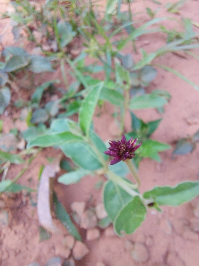 Alternanthera hirtula photo 3