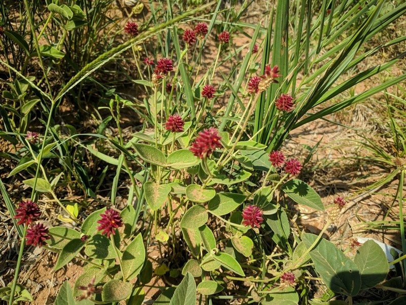 Alternanthera hirtula photo 6