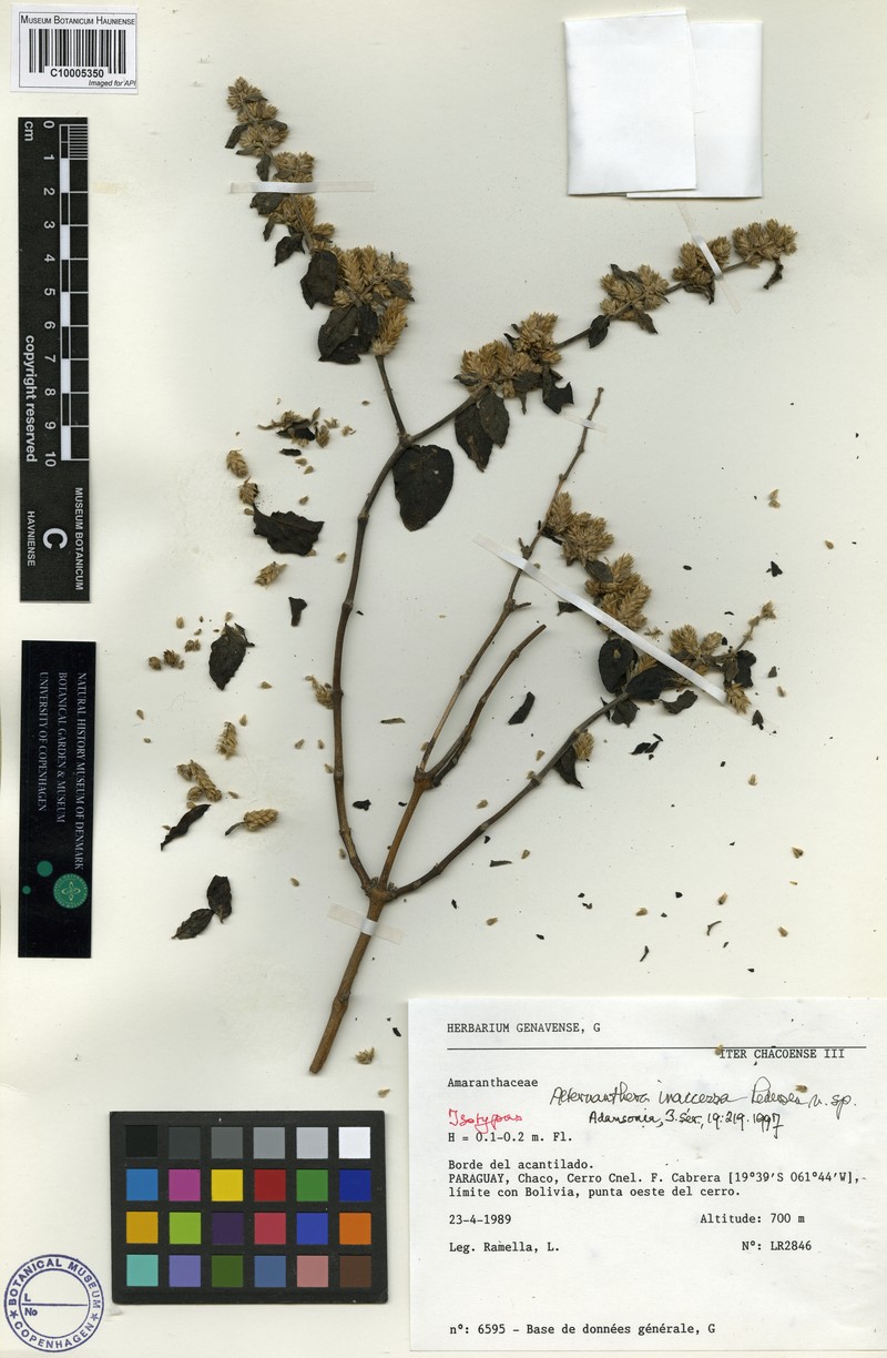 Alternanthera inaccessa