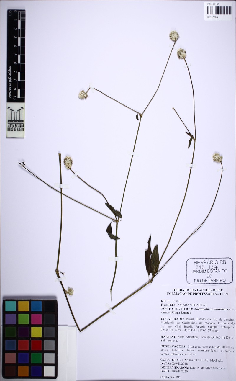 Alternanthera jacquinii