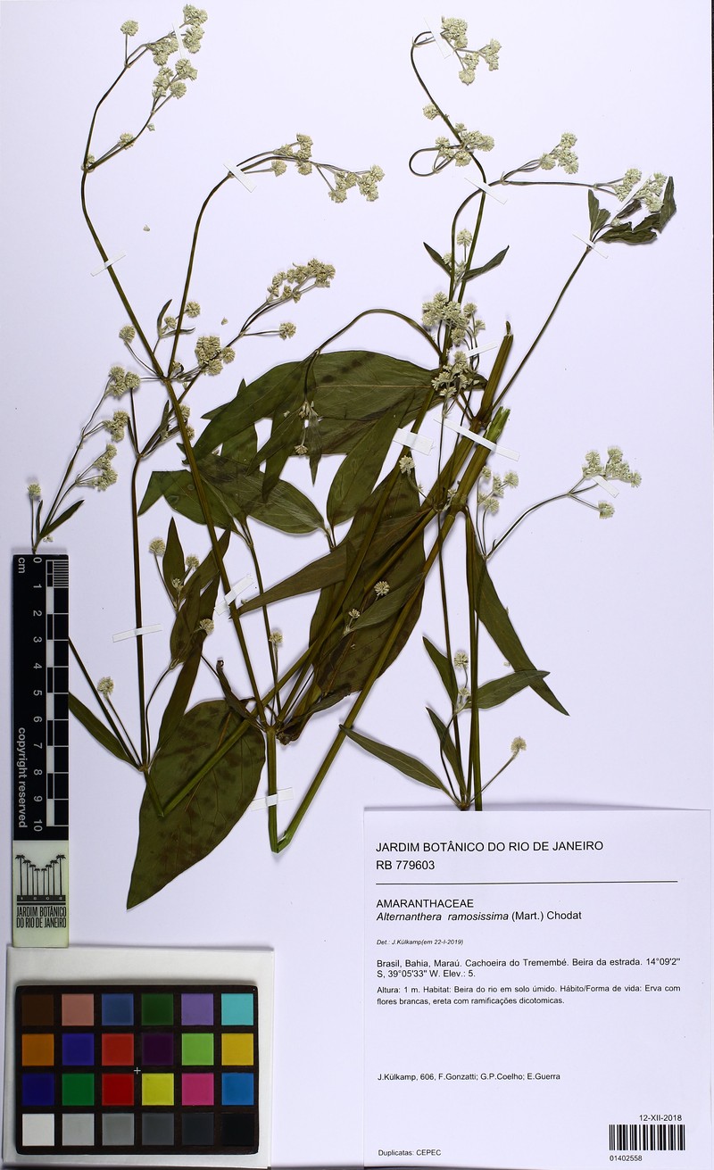 Alternanthera jacquinii photo 2