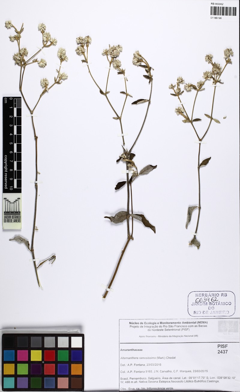 Alternanthera jacquinii photo 3