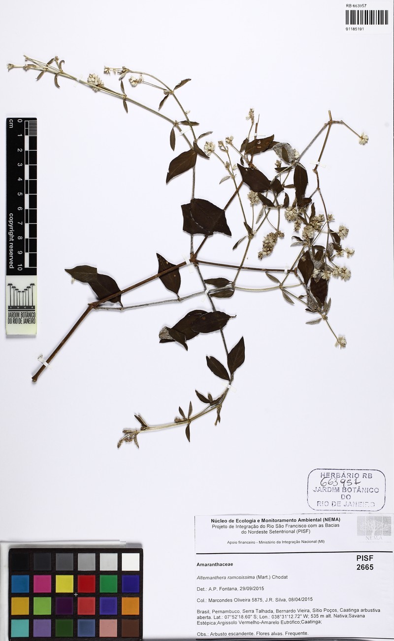 Alternanthera jacquinii photo 4