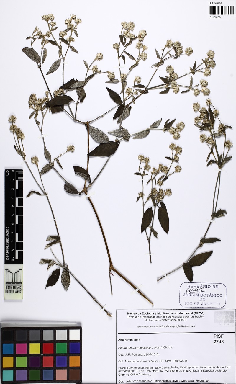 Alternanthera jacquinii photo 5