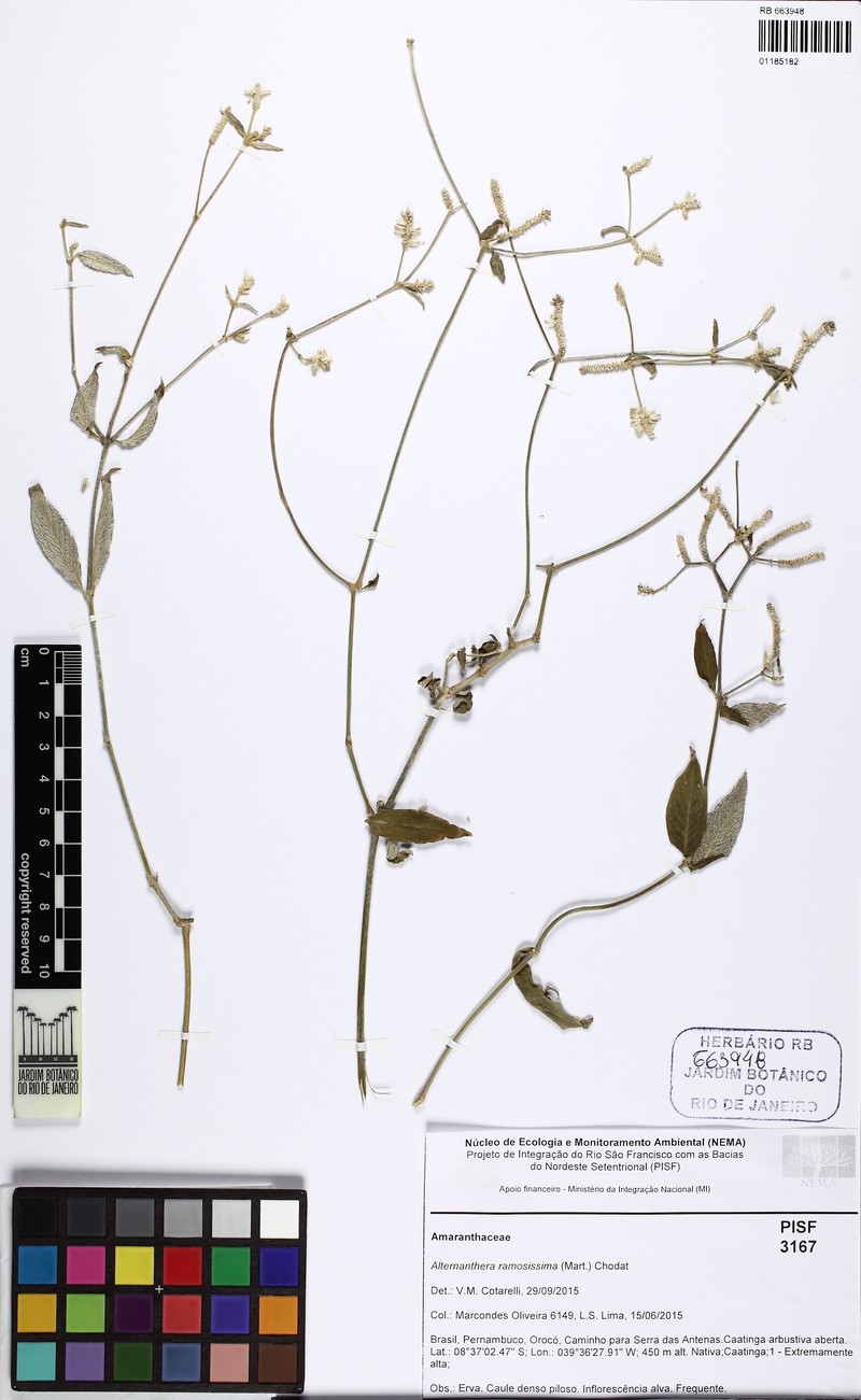Alternanthera jacquinii photo 6