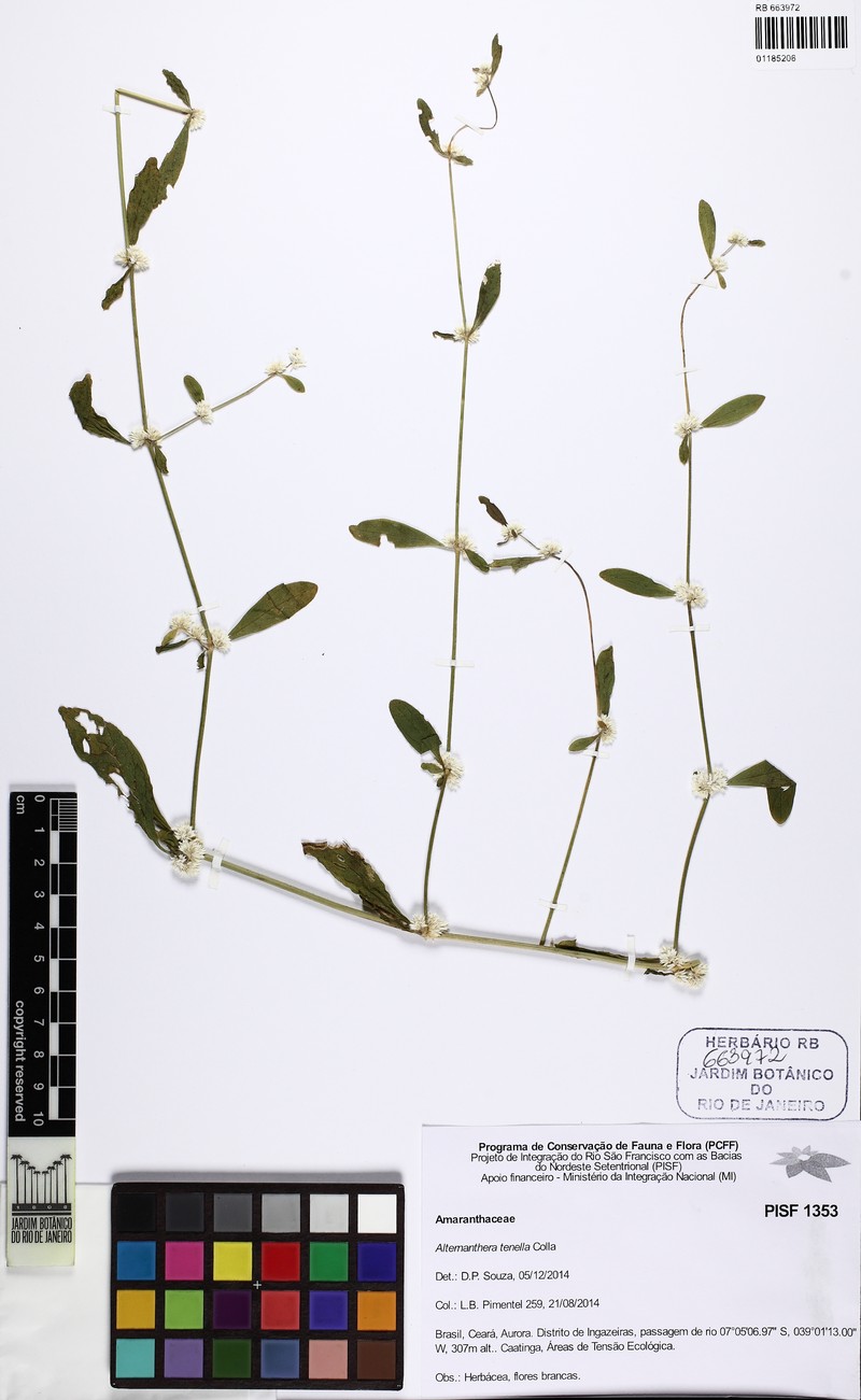 Alternanthera jacquinii photo 7