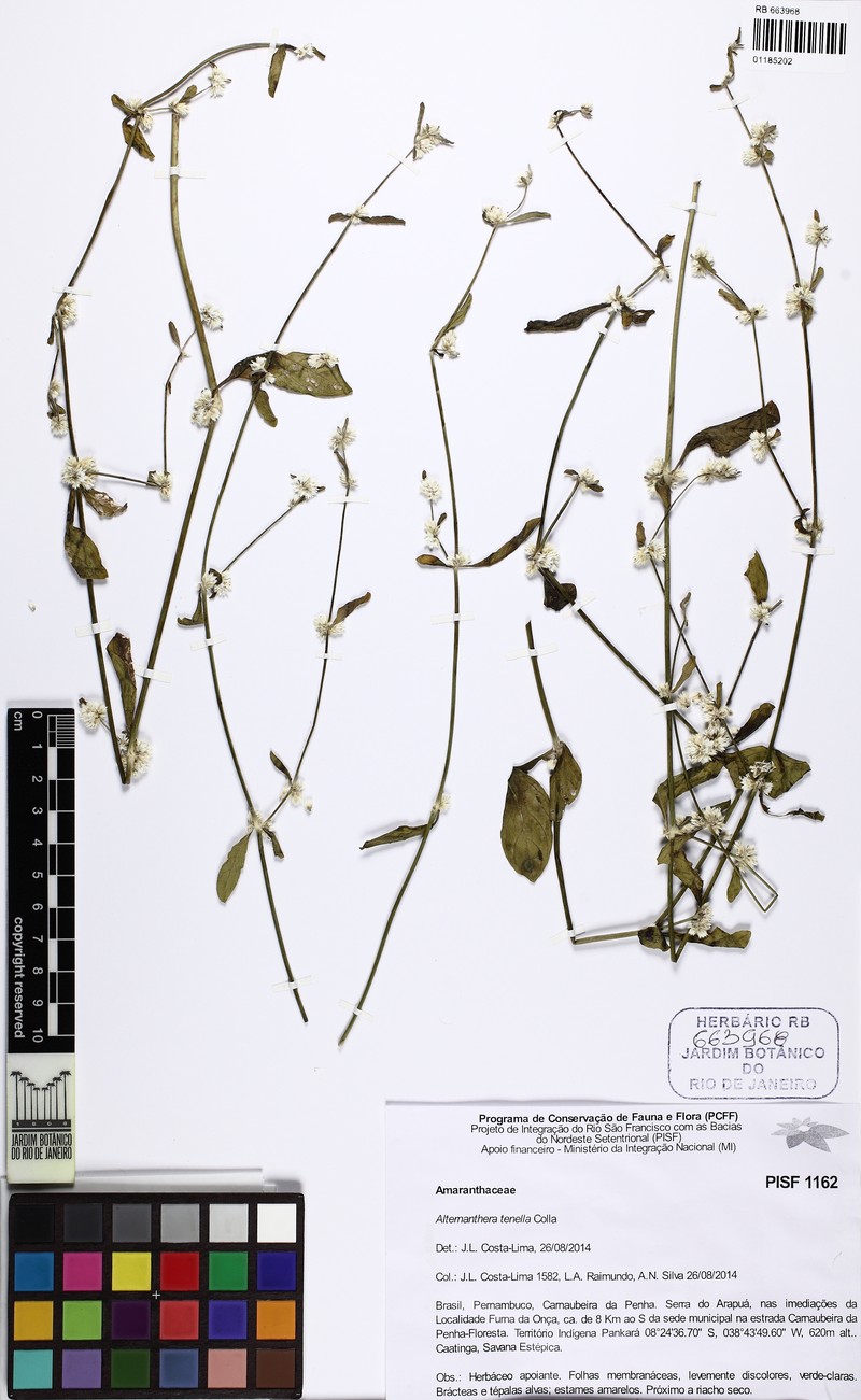 Alternanthera jacquinii photo 8