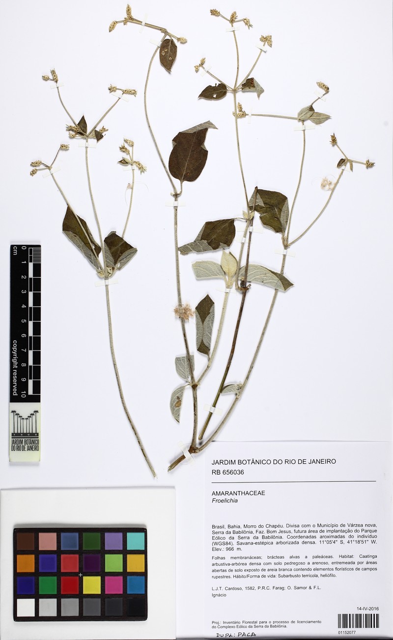 Alternanthera januarensis