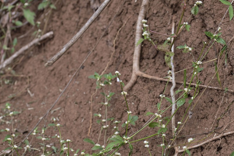 Alternanthera kurtzii