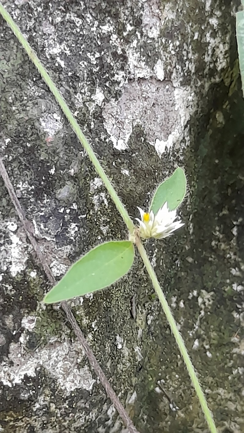 Alternanthera kurtzii photo 2