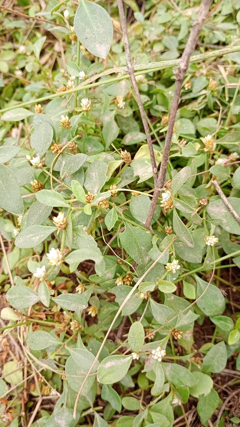 Alternanthera kurtzii photo 3