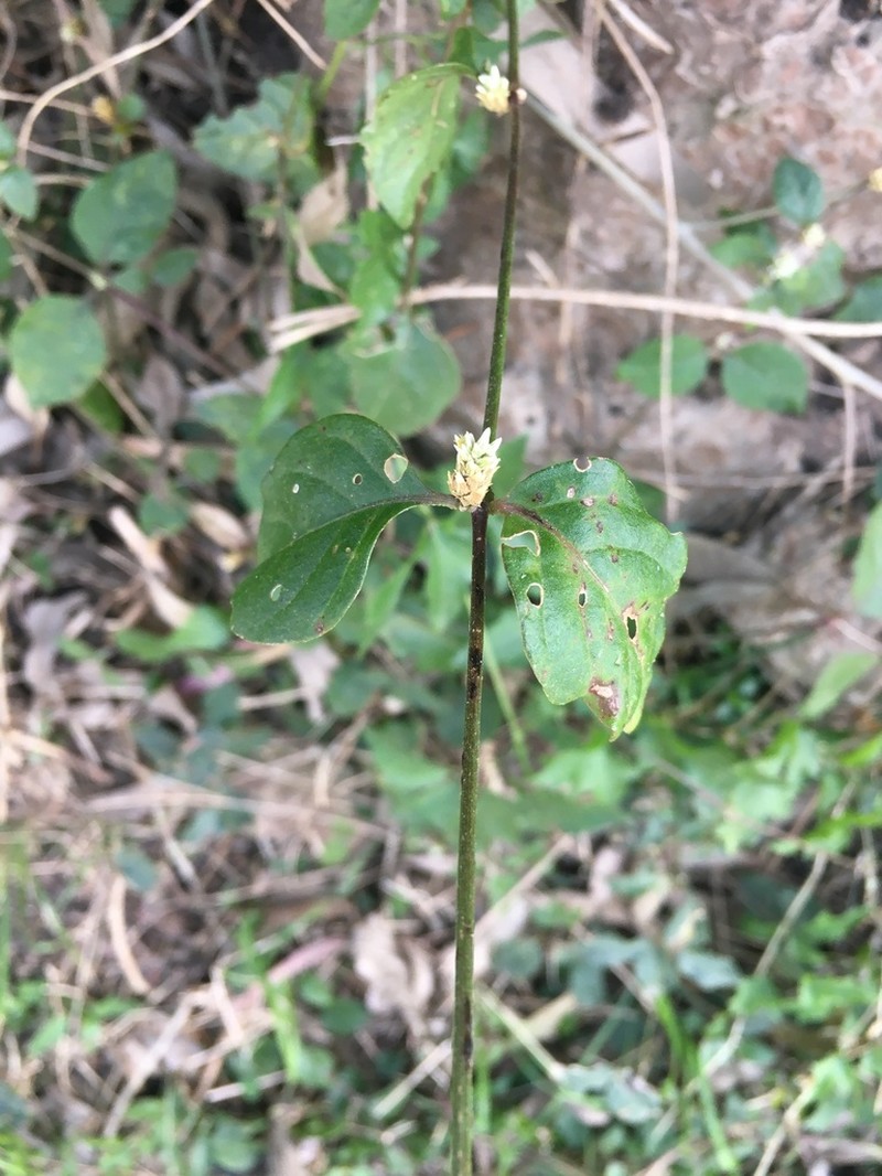 Alternanthera kurtzii photo 4