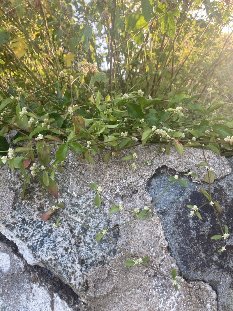 Alternanthera kurtzii photo 5