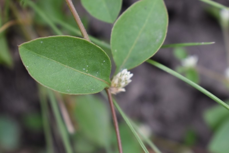 Alternanthera kurtzii photo 6