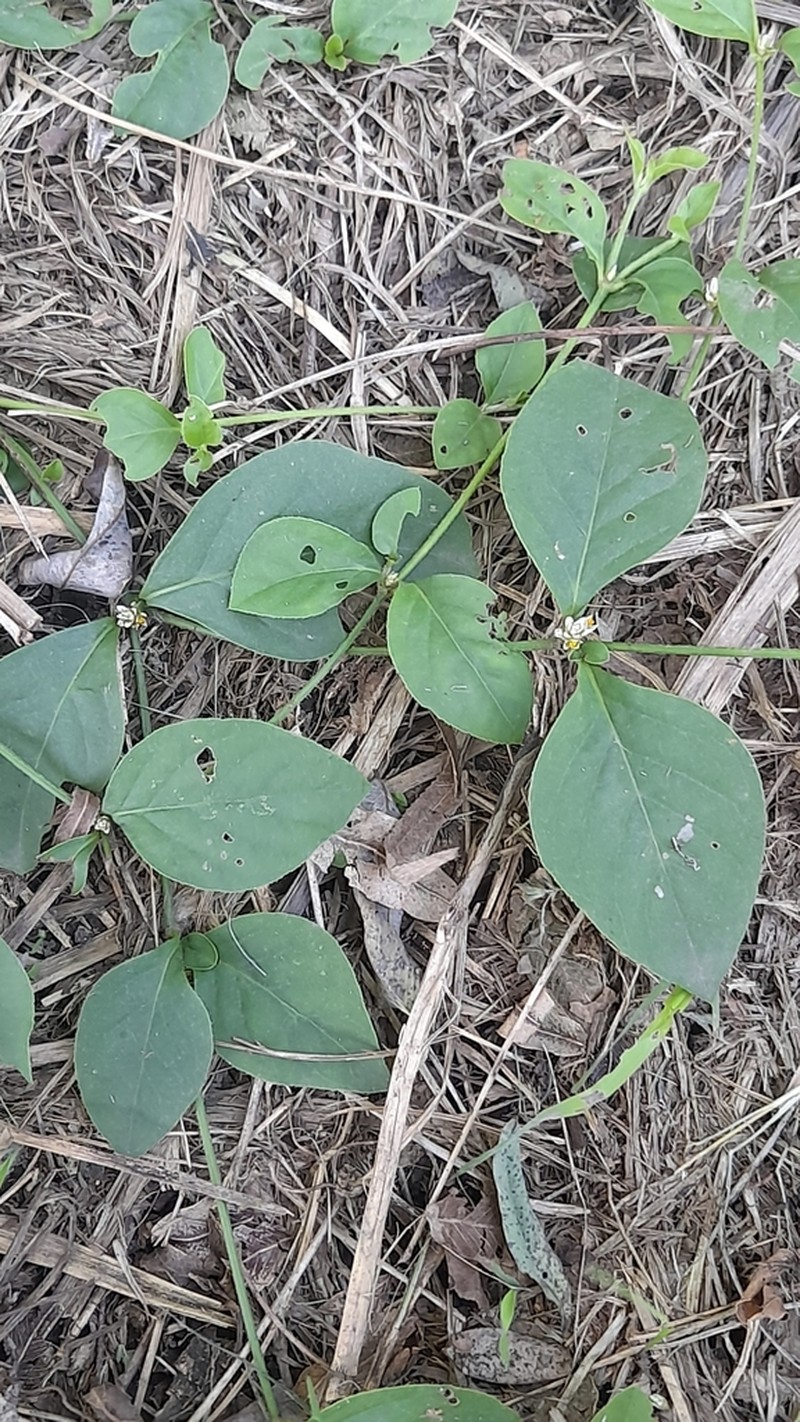 Alternanthera kurtzii photo 7