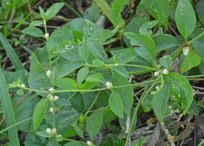 Alternanthera kurtzii photo 8