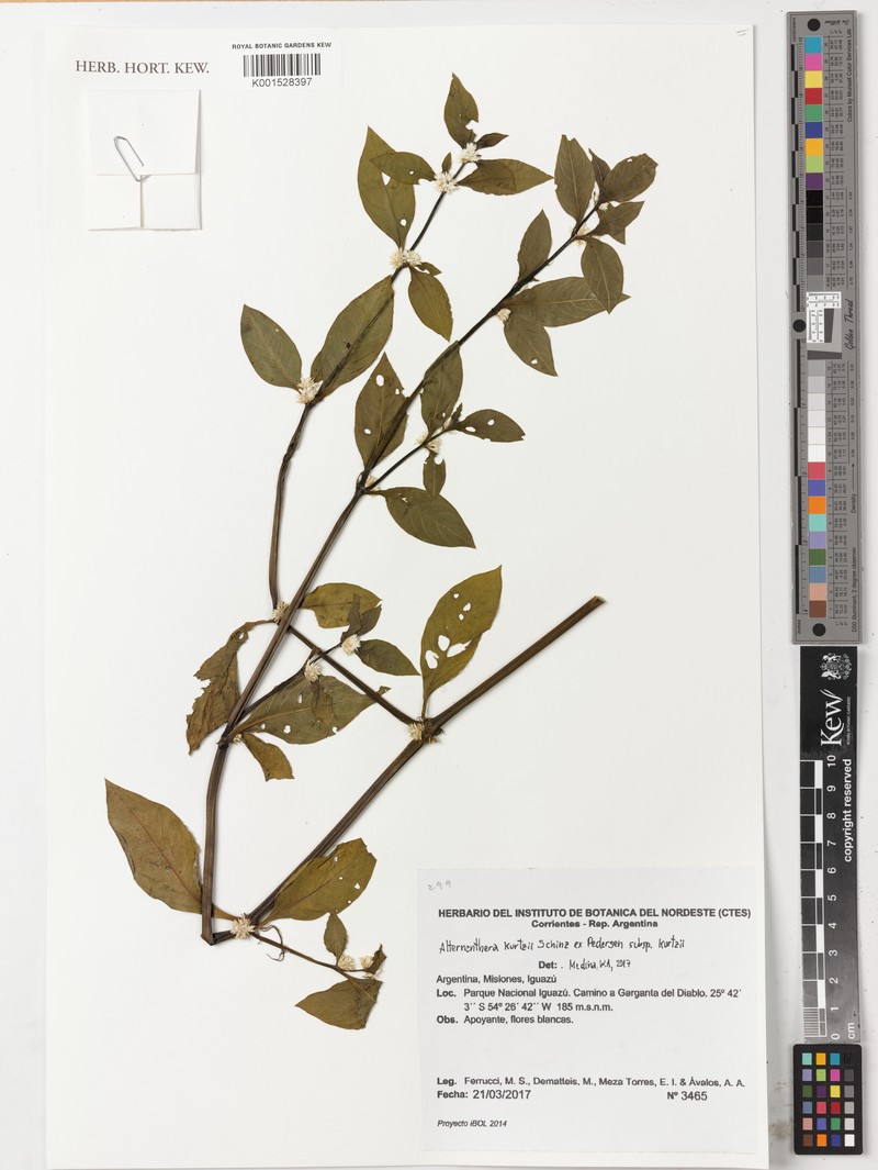 Alternanthera kurtzii subsp. kurtzii