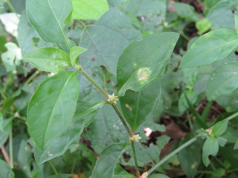 Alternanthera laguroides