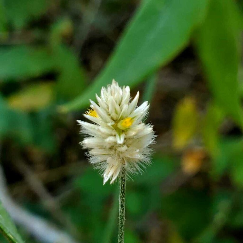 Alternanthera laguroides photo 2