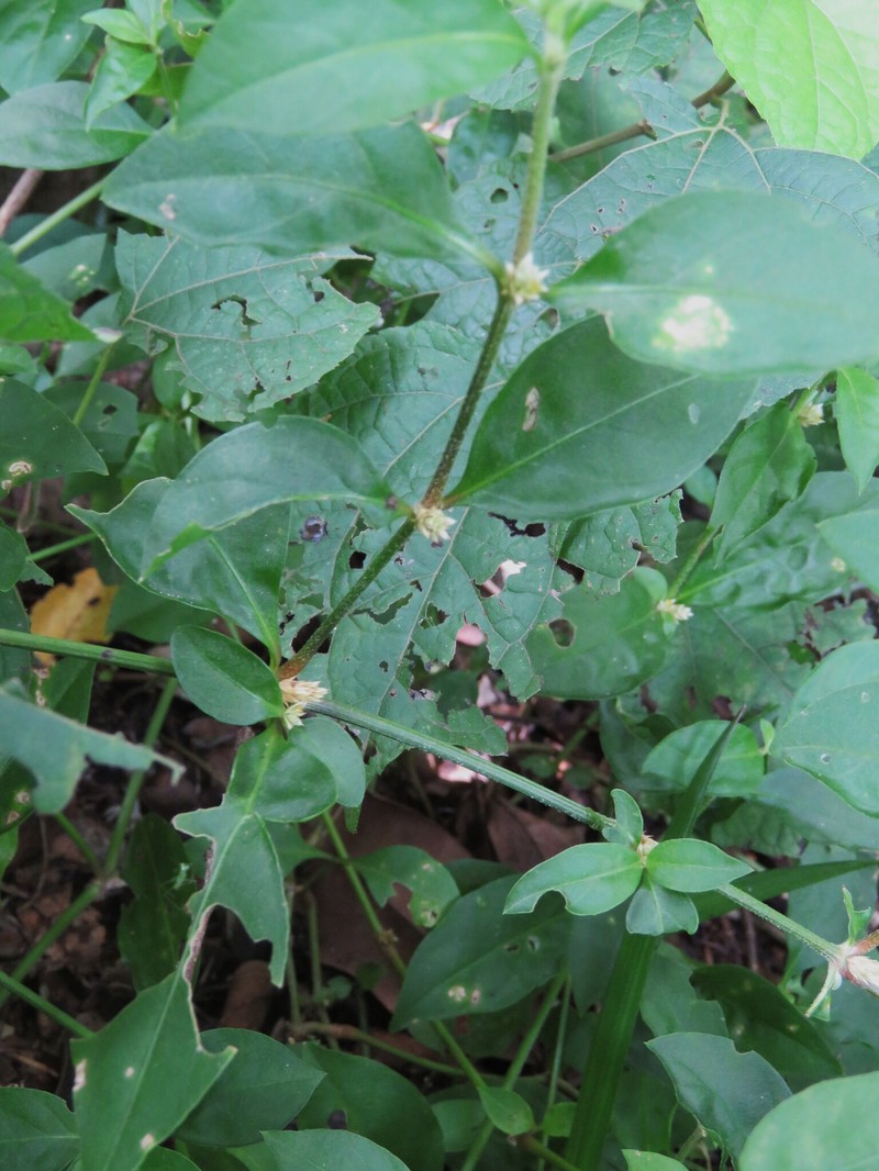 Alternanthera laguroides photo 3