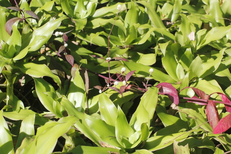 Alternanthera lanceolata