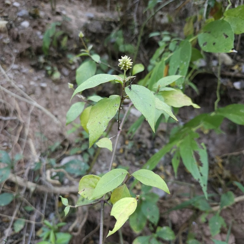 Alternanthera lanceolata photo 2