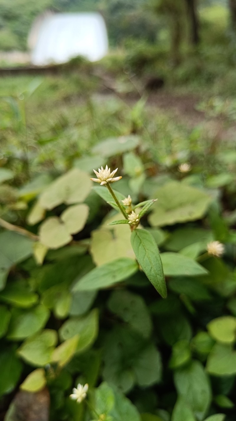 Alternanthera lanceolata photo 3