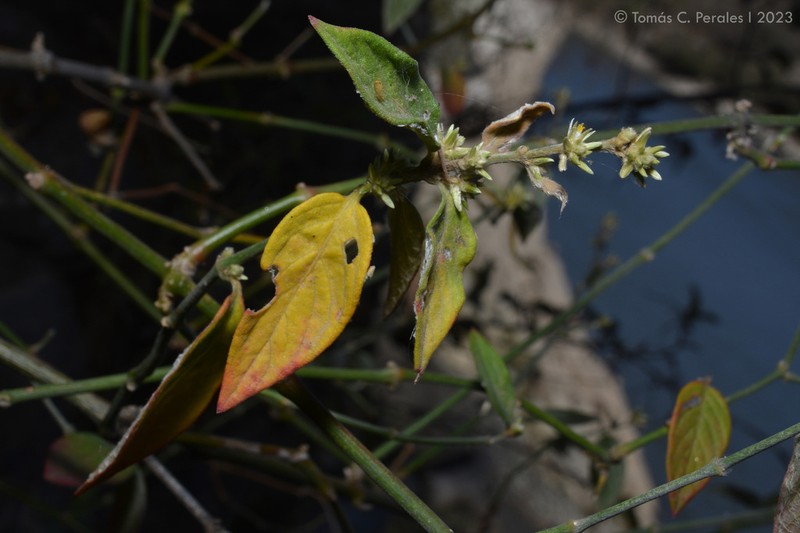 Alternanthera lanceolata photo 5
