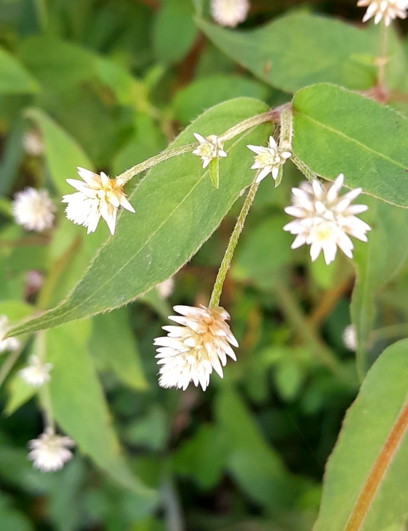 Alternanthera lanceolata photo 6