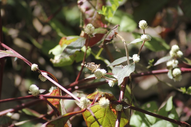 Alternanthera lanceolata photo 7