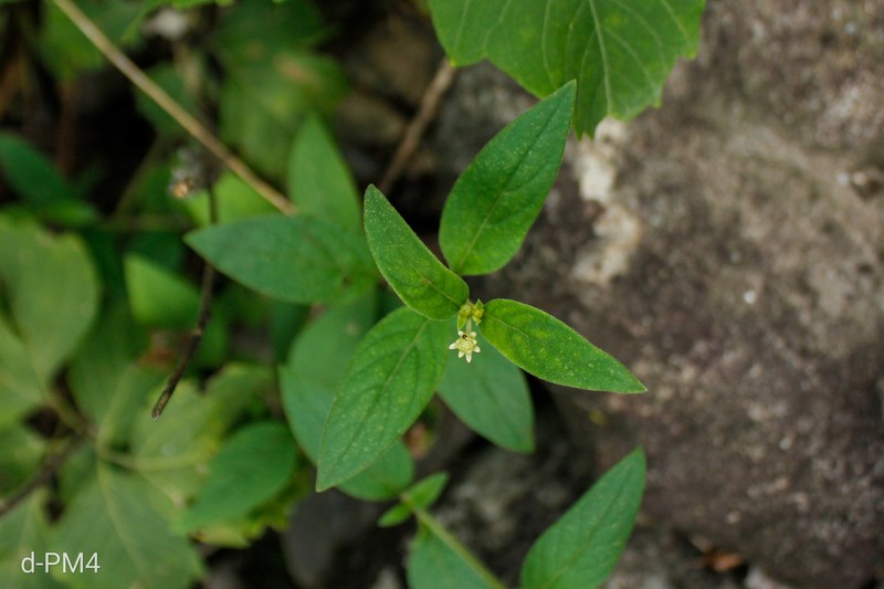 Alternanthera lanceolata photo 8
