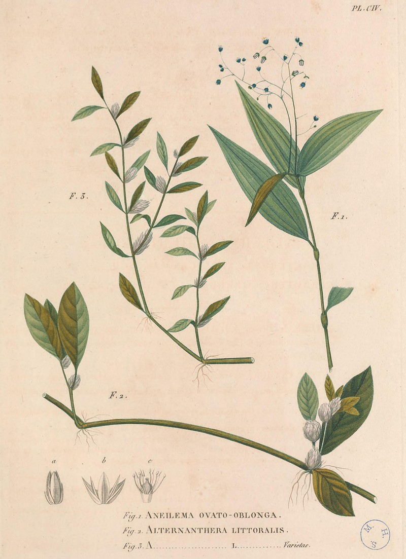Alternanthera littoralis