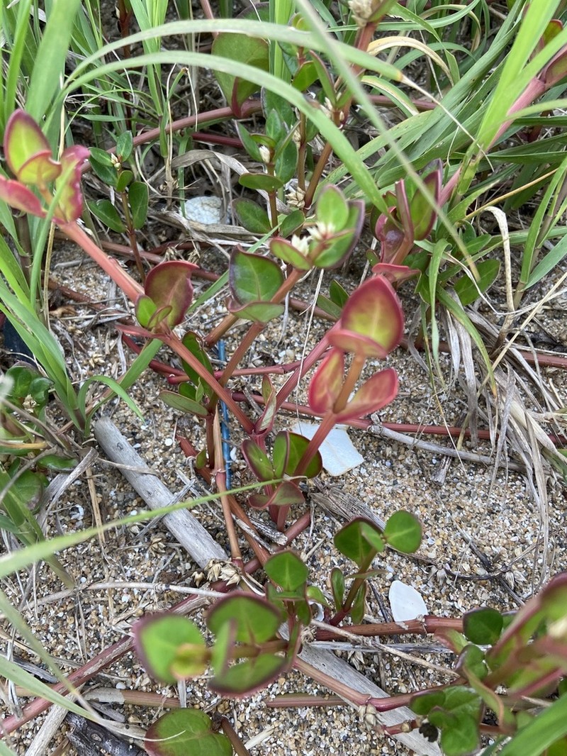 Alternanthera littoralis photo 2