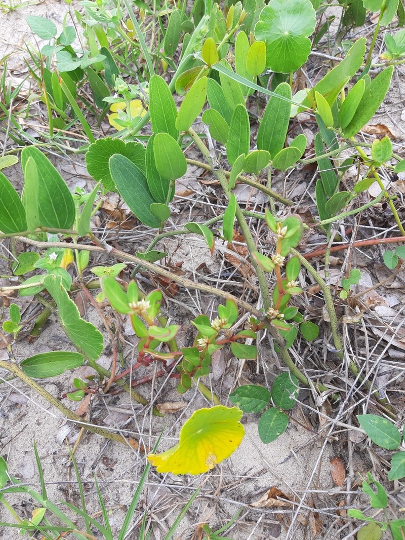 Alternanthera littoralis photo 3