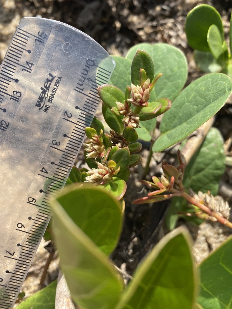Alternanthera littoralis photo 4