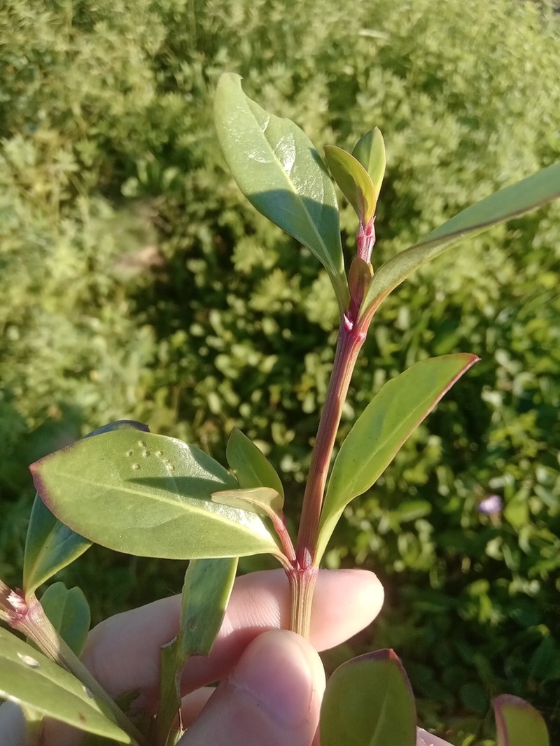 Alternanthera littoralis photo 5