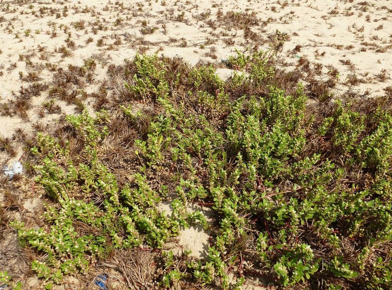 Alternanthera littoralis photo 6