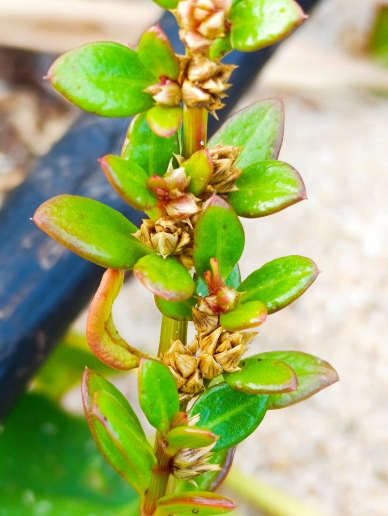 Alternanthera littoralis photo 7