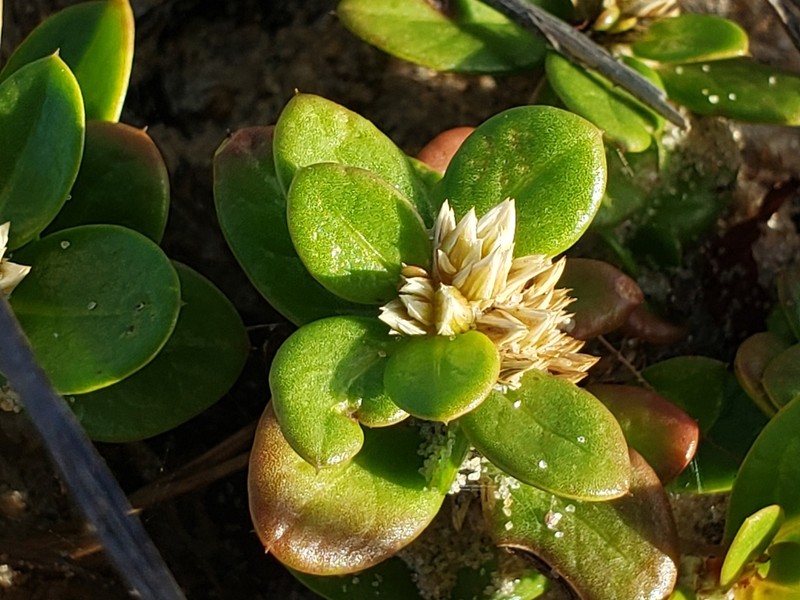 Alternanthera littoralis photo 8