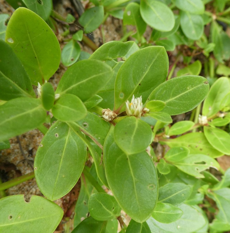 Alternanthera littoralis var. littoralis